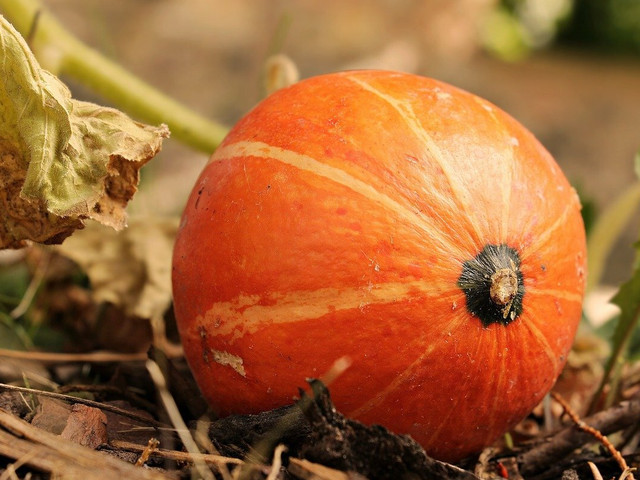 Kürbistarte: Ein herbstliches Rezept Der Herbst ist die richtige Jahreszeit für eine Kürbistarte.