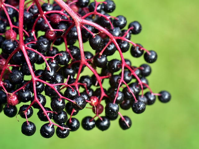 Holunderbeerentee: Beeren selber trocknen Holunderbeeren kannst du selber trocknen und so für Holunderbeerentee haltbar machen.