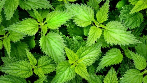 Brennnessel-Pesto: Günstig, einfach, lecker!
