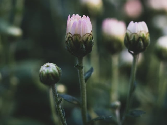 Gänseblümchen Kapern: Rezept zum Selbermachen Gänseblümchen-Kapern sind eine leckere Zubereitungsart für die kleinen Blüten.